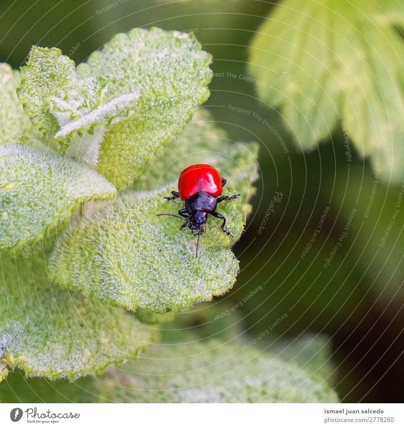 red bug on the leaves Bug Red Insect Wing Animal Plant Flower Garden Nature Exterior shot background Beauty Photography fragility Elegant