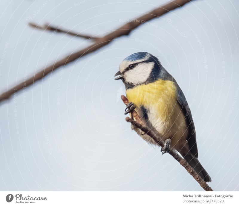 Chirping Blue Tit Nature Animal Sky Sunlight Beautiful weather Tree Twigs and branches Wild animal Bird Animal face Wing Claw Tit mouse Beak Feather Eyes 1