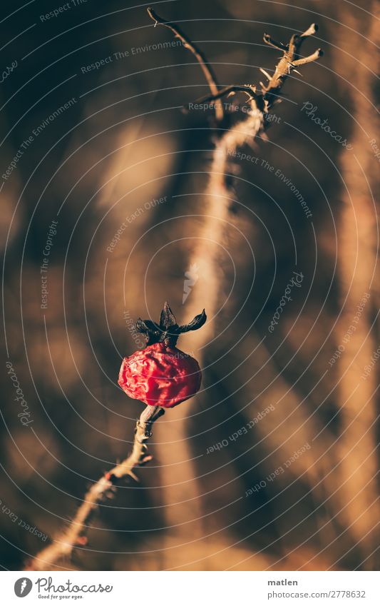 spring Nature Plant Spring Rose Old Freeze Dark Brown Red Rose hip Thorn Colour photo Subdued colour Exterior shot Detail Copy Space left Copy Space right