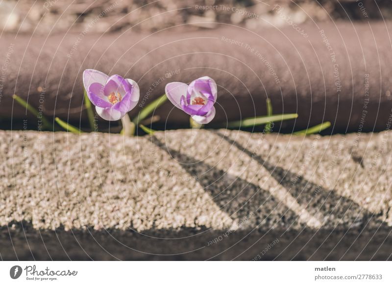 will to live Plant Spring Blossom Wild plant Street Fight Town Brown Gray Violet Crocus Struggle for survival Roadside fight through get through Colour photo