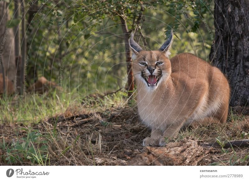 Caracal small African wild cat with pointed ears hissing Environment Nature Landscape Plant Earth Sand Sun Summer Climate Beautiful weather Tree Grass Bushes