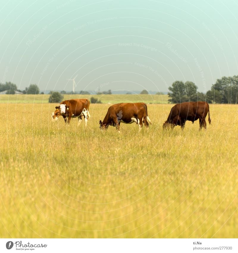 lucky grazing Landscape Dithmarschen Farm animal Cow Bullock 3 Animal Group of animals Observe To feed Growth Hiking Curiosity Brown Yellow Turquoise