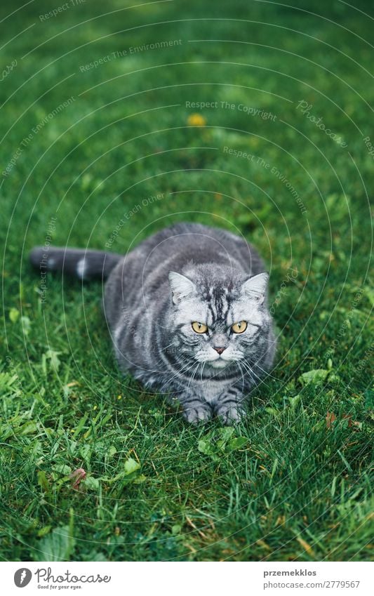 Grey cat sitting on a grass in a garden Beautiful Animal Grass Pet Cat Sit Funny Cute Gray Green Delightful Domestic furry Kitten Colour photo Exterior shot