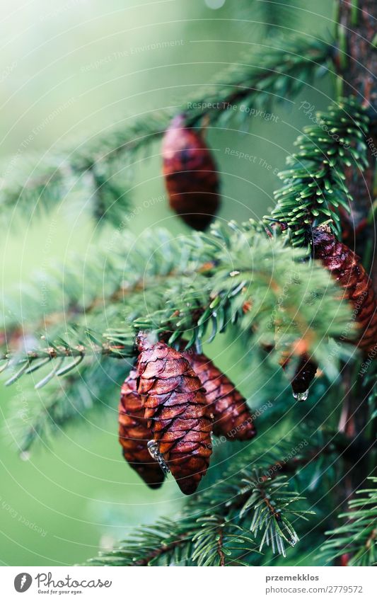 Pine cones and twigs, evergreen plant. Wet tree after raining. Life Summer Decoration Environment Nature Plant Rain Tree Forest Drop Fresh Sustainability