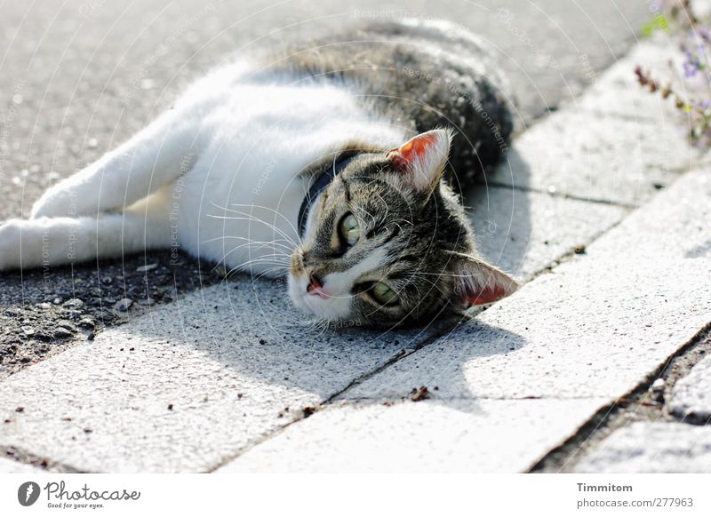 The sea air! Animal Street Cat 1 Lie Looking Gray White Emotions Relaxation Looking into the camera frisky Colour photo Subdued colour Exterior shot Deserted
