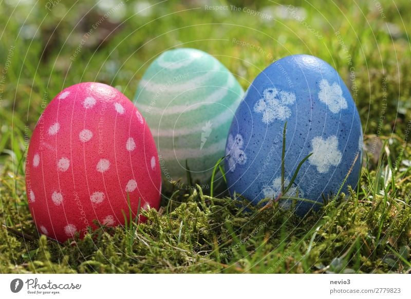 Easter egg hunt Nature Blue Multicoloured Green Red Spring fever Public Holiday Religion and faith Vacation & Travel Desire Happiness Easter egg nest