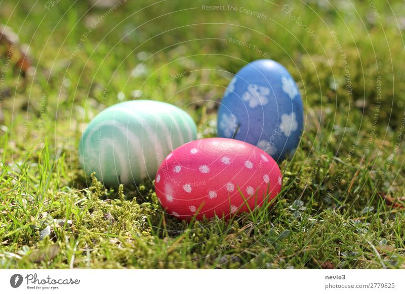 Easter egg hunt Nature Round Blue Multicoloured Green Red Pattern Egg Natural color Search Find Public Holiday Feasts & Celebrations Easter egg nest Spotted