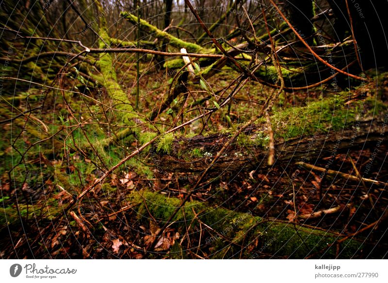 thickets Environment Nature Plant Animal Earth Tree Bushes Moss Forest Dark Branch Marsh Undergrowth Branched Barrier Colour photo Subdued colour Exterior shot