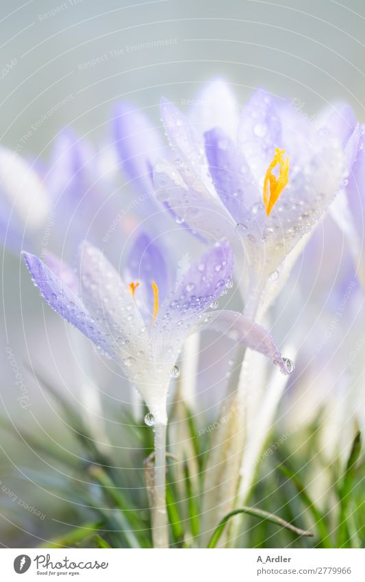 Crocuses in spring Garden Nature Plant Drops of water Sunlight Spring Summer Beautiful weather Grass Park Meadow Fragrance Bright Soft Blue Violet Orange Pink