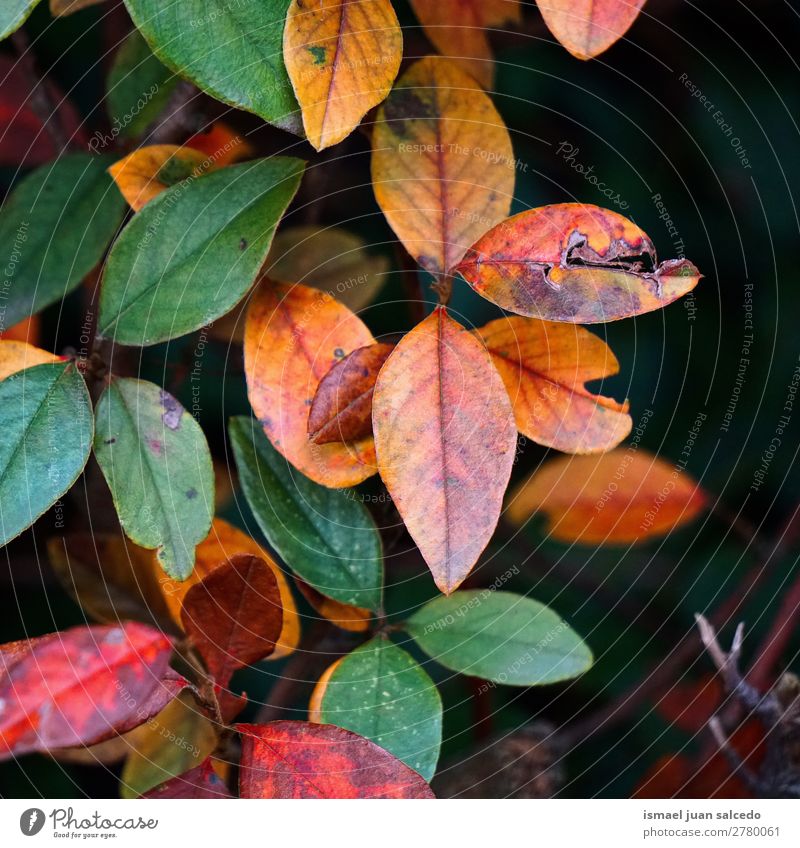 colorful leaves Tree branches Leaf Colour Nature Abstract Consistency Exterior shot background Beauty Photography fragility Autumn fall Winter