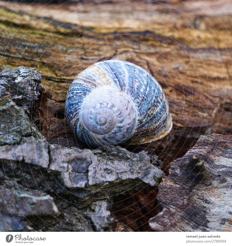 snail in the nature Animal Bug Brown Insect Small Shell Spiral Nature Plant Garden Exterior shot fragility Cute Beauty Photography Loneliness
