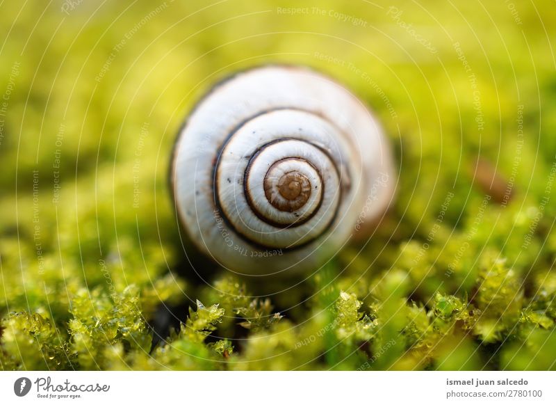 snail in the nature Animal Bug White Insect Small Shell Spiral Nature Plant Garden Exterior shot fragility Cute Beauty Photography Loneliness