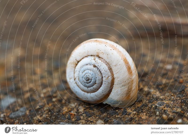 sanil in the nature snail Animal Bug White Insect Small Shell Spiral Nature Plant Garden Exterior shot fragility Cute Beauty Photography Loneliness