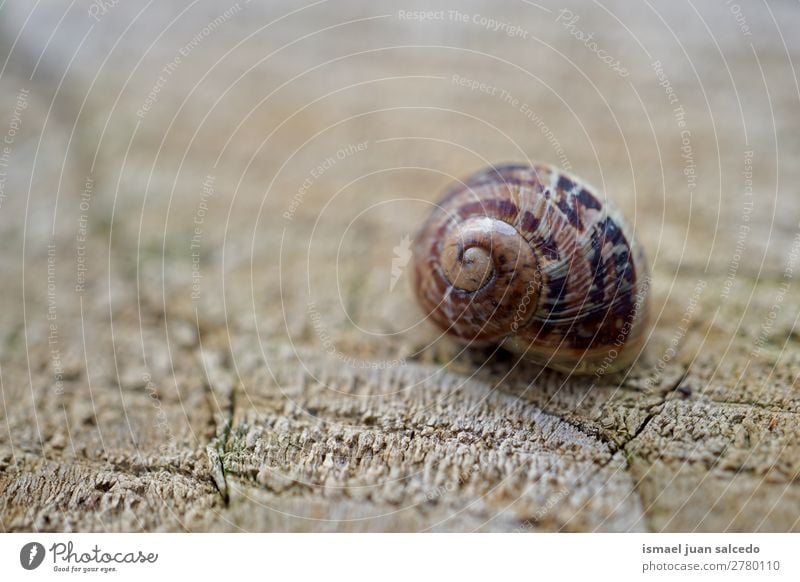 snail in the nature Animal Bug Brown Insect Small Shell Spiral Nature Plant Garden Exterior shot fragility Cute Beauty Photography Loneliness