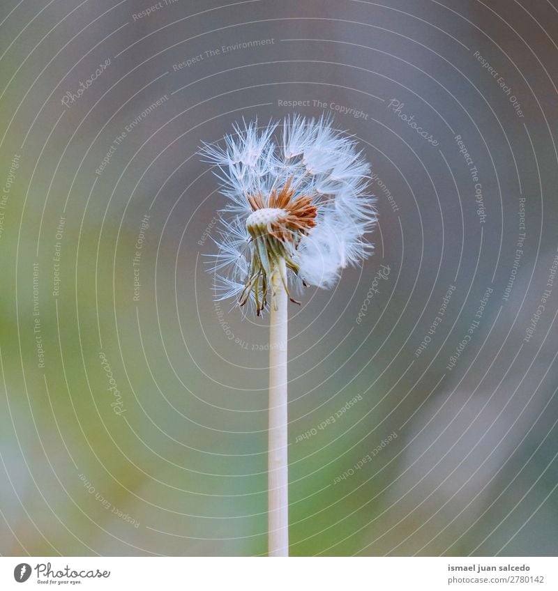 dandelion flower plant Dandelion Flower Plant Seed Floral Garden Nature Decoration Abstract Consistency Soft Exterior shot background romantic fragility
