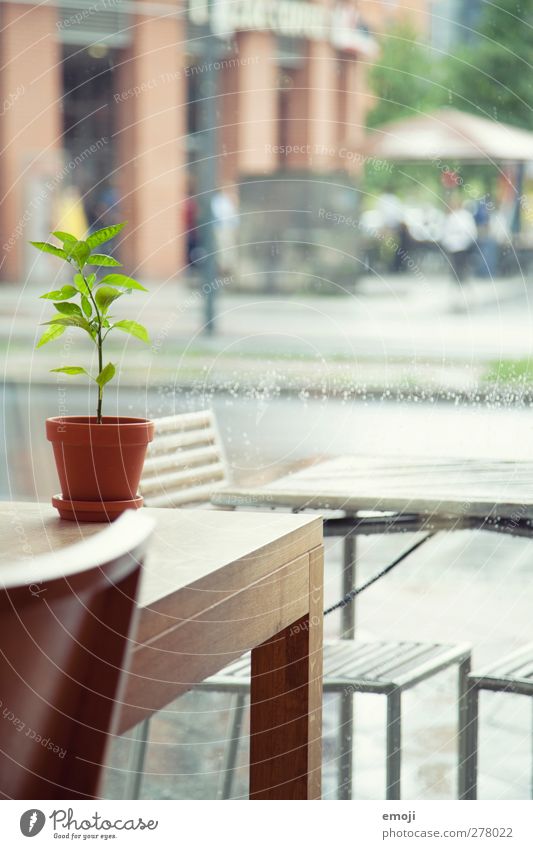 inside it's dry [B] Plant Foliage plant Pot plant Village Town Window Table Chair Natural Green Rain Within Colour photo Interior shot Deserted Day