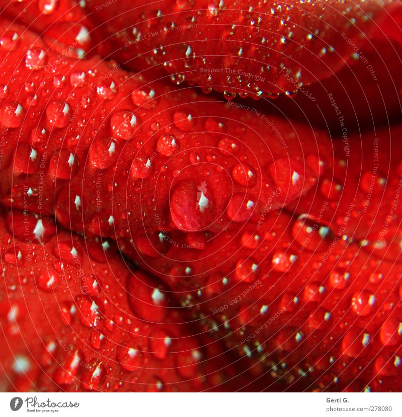 Water drops on red rose petal Drops of water Flower Rose Leaf Blossom Sign Fresh Wet Red Emotions Moody Grief Rose leaves Blossom leave Refreshment