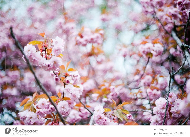 cherry forest in summer 1 Nature Plant Spring Summer Tree Blossom Cherry blossom Cherry tree Cherry Blossom Festival Blossoming Growth Harmonious Colour photo