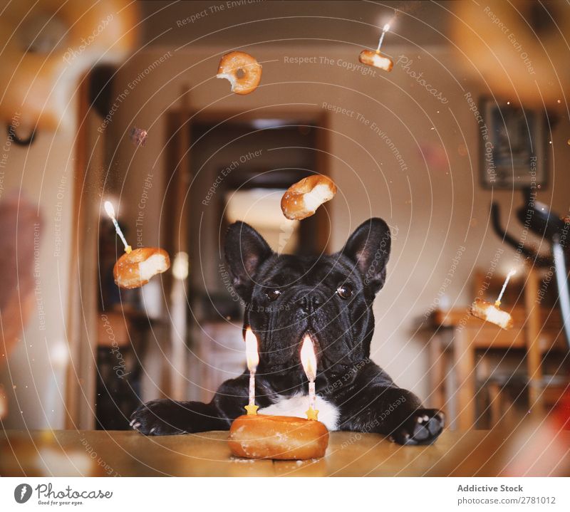 Black dog with with flying donuts Dog Breed Bulldog Donut Bakery Candle Flying levitates Guest Burn in air stylized Graphic Abstract Fantasy Cake Vantage point