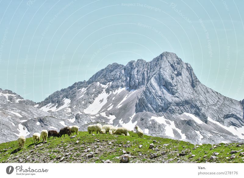 Mountain idyll with mower Vacation & Travel Hiking Nature Landscape Cloudless sky Summer Beautiful weather Snow Grass Rock Alps Peak Animal Farm animal Sheep