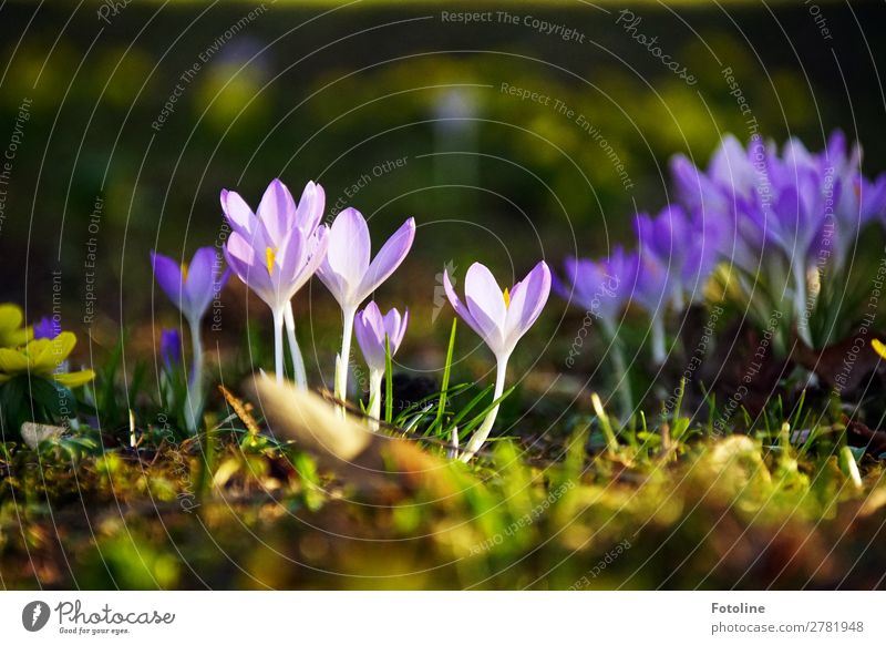 Crocuses ;-) Environment Nature Plant Elements Earth Spring Flower Blossom Garden Park Meadow Fresh Bright Near Natural Green Violet Spring flowering plant