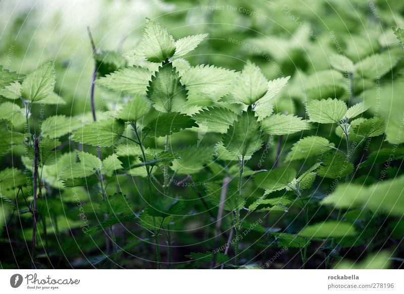 Green forest plants Nature Plant Leaf Foliage plant Wild plant Esthetic naturally Colour photo Exterior shot Deserted Shallow depth of field