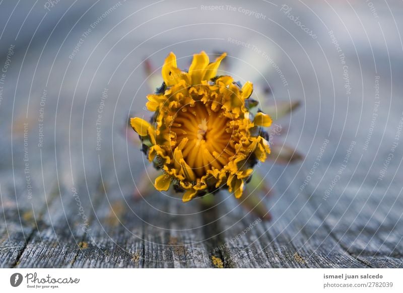 yellow flower plant petals Flower Yellow Blossom leave Plant Garden Floral Nature Decoration Romance Beauty Photography Fragile background Spring Summer Winter