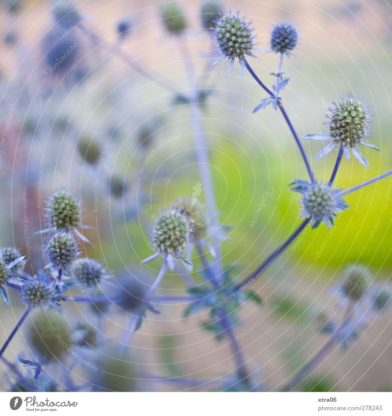 bleu Environment Nature Plant Flower Bushes Elegant Blue Colour photo Exterior shot