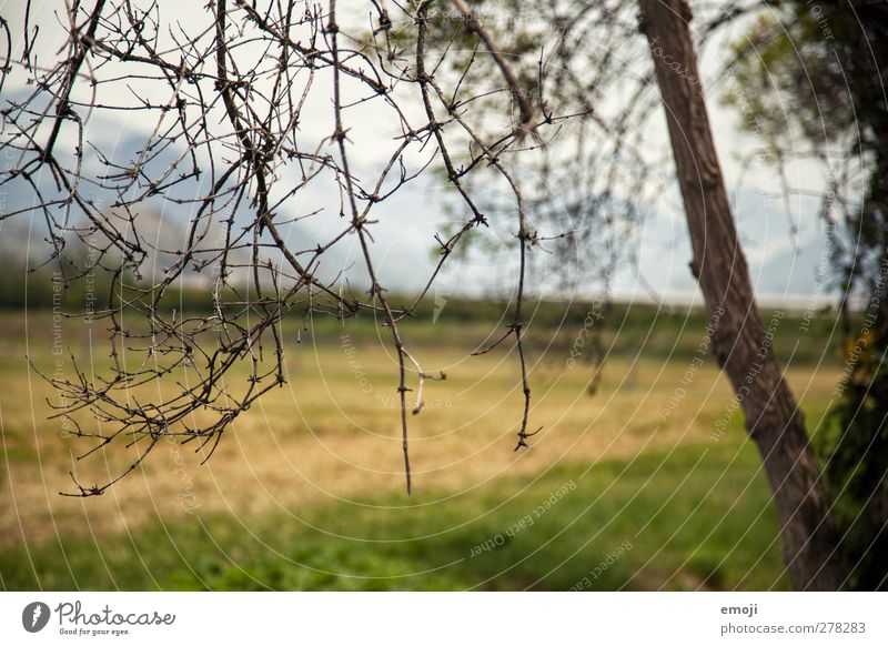 dry Environment Nature Landscape Tree Branch Field Dry Brown Colour photo Exterior shot Detail Deserted Day Shallow depth of field