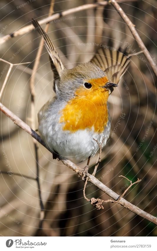 Robin, bird in the branches. Beautiful Nature Animal Tree Bird 1 Stand Painting (action, work) Bright Small Cute Wild Exotic Colour robin wildlife orange