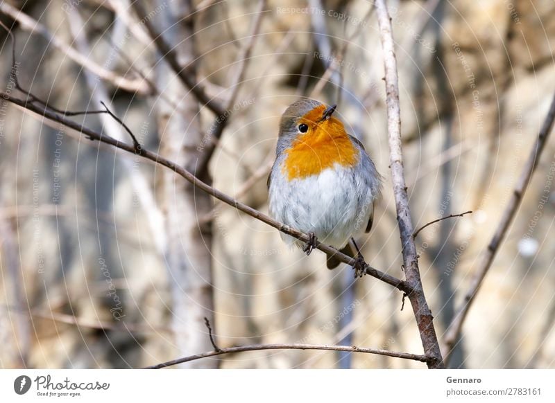 Robin, bird in the branches. Beautiful Nature Animal Tree Bird 1 Stand Bright Small Cute Wild Yellow Orange Happiness Exotic Colour robin wildlife perched