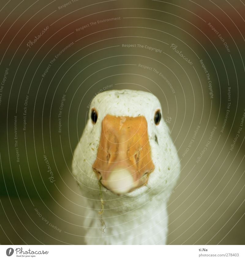 Look at me Animal Pet Animal face Goose Observe Smiling Friendliness Happiness Natural Curiosity Beautiful Yellow Green Orange White Sympathy Love of animals