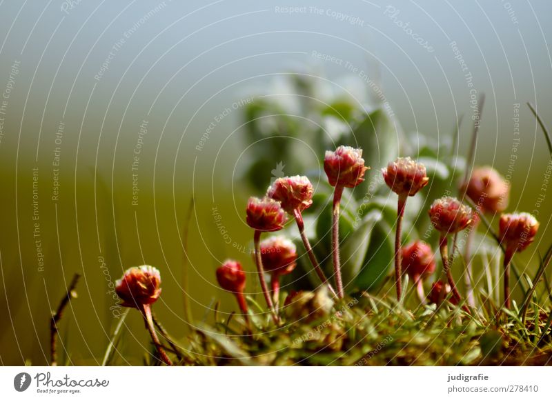 Iceland Environment Nature Plant Blossom Wild plant Growth Small Natural Colour photo Exterior shot Deserted Day Blur