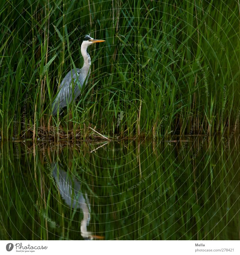 Camouflage: Inadequate Environment Nature Landscape Animal Water Grass Leaf Common Reed Lakeside Pond Wild animal Bird Heron Grey heron 1 Looking Stand Natural