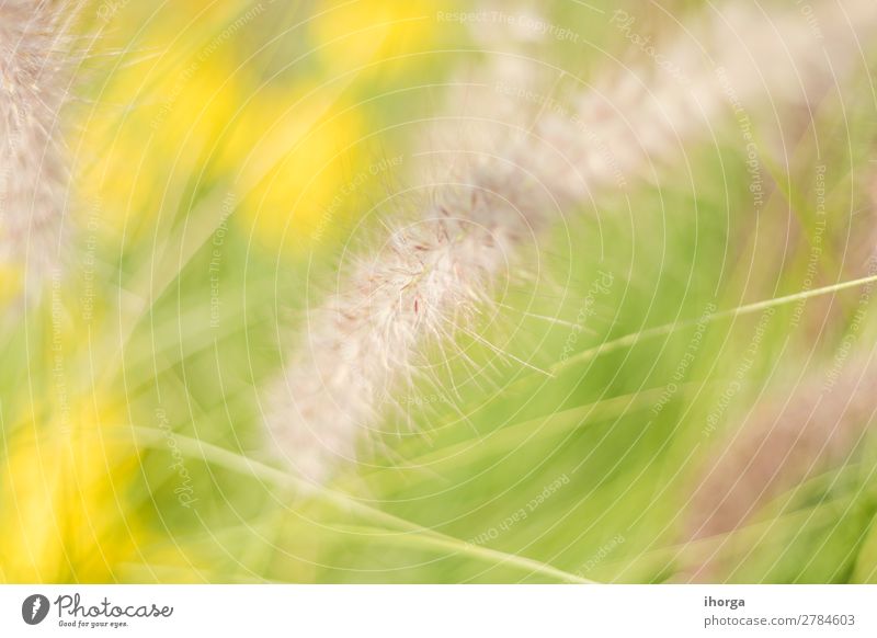 Background blur plants in spring with deep of field Herbs and spices Nature Plant Grass Garden Meadow Field Blossoming Growth Natural Yellow Green Colour Deep