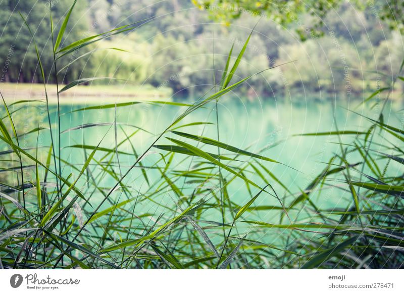 turquoise Environment Nature Landscape Plant Grass Bushes Lake Fresh Natural Turquoise Colour photo Exterior shot Close-up Deserted Day Shallow depth of field