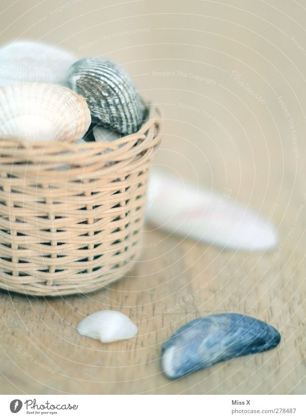 Busy Collector Mussel Gray Mussel shell Basket Collection Cockle Subdued colour Interior shot Deserted Copy Space top Shallow depth of field
