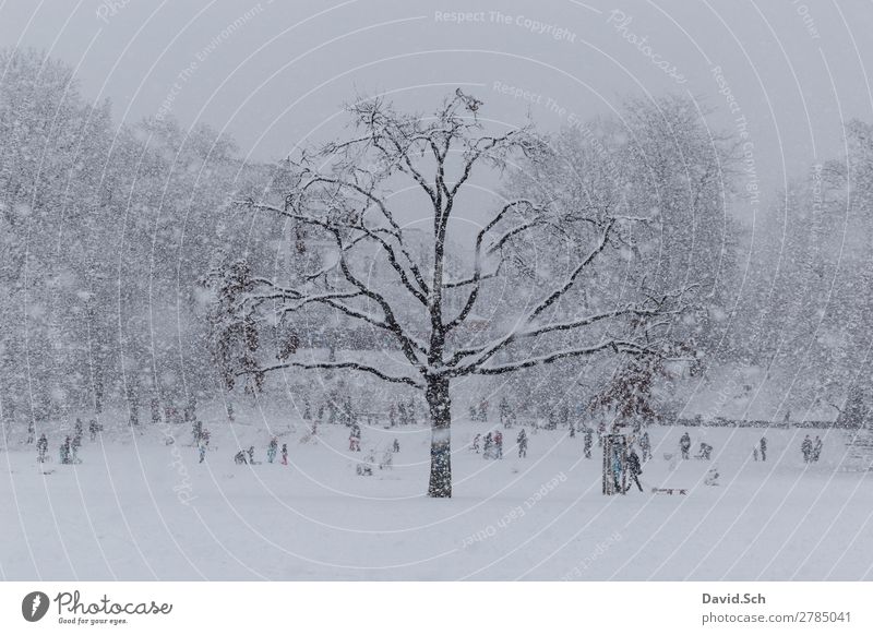 urban winter scene Winter Snow Winter sports Human being Child Family & Relations Crowd of people Nature Snowfall Park Town Movement Together Gray White Joy