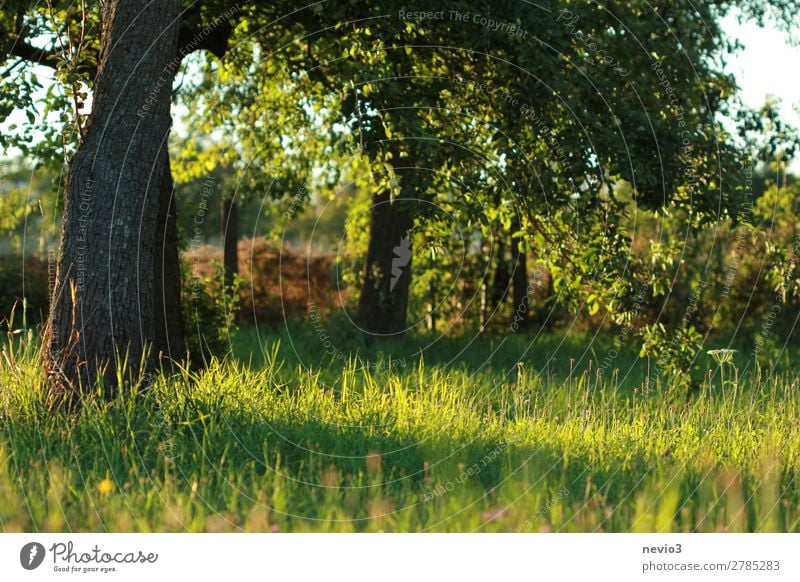 old orchard Environment Nature Landscape Weather Beautiful weather Plant Tree Grass Foliage plant Agricultural crop Garden Meadow Life Love of nature Natural