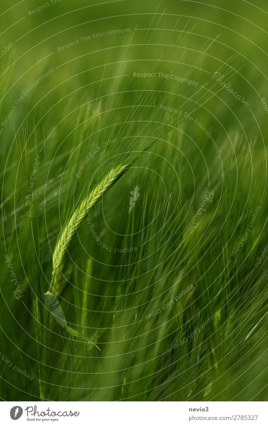 Got the spike Plant Agricultural crop Meadow Field Healthy Beautiful Green Barley ear Barleyfield Grain field Grain harvest Grass green Ear of corn