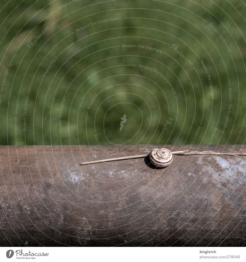 snail shell Animal Snail 1 Lie Beautiful Small Brown Green Colour photo Exterior shot Deserted Copy Space top Copy Space bottom Day Shallow depth of field