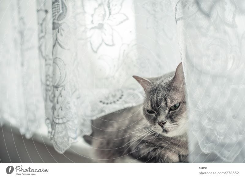 Very long while Relaxation Animal Window Pelt Pet Cat 1 Authentic Bright Cute Soft Gray Fatigue Domestic cat Smooth Curtain Window board Boredom Animalistic