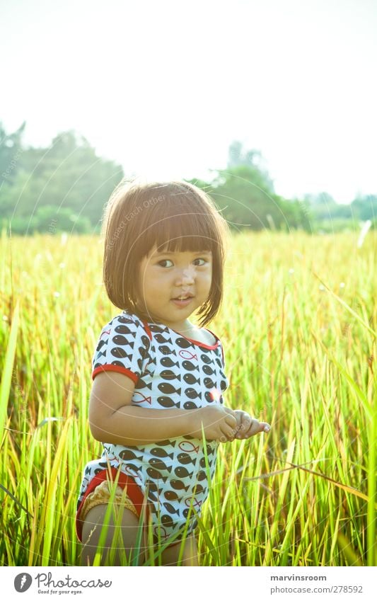the fields of gold Human being Child Girl 1 1 - 3 years Toddler Beautiful weather Grass Cute Colour photo Exterior shot Morning Sunlight Sunrise Sunset