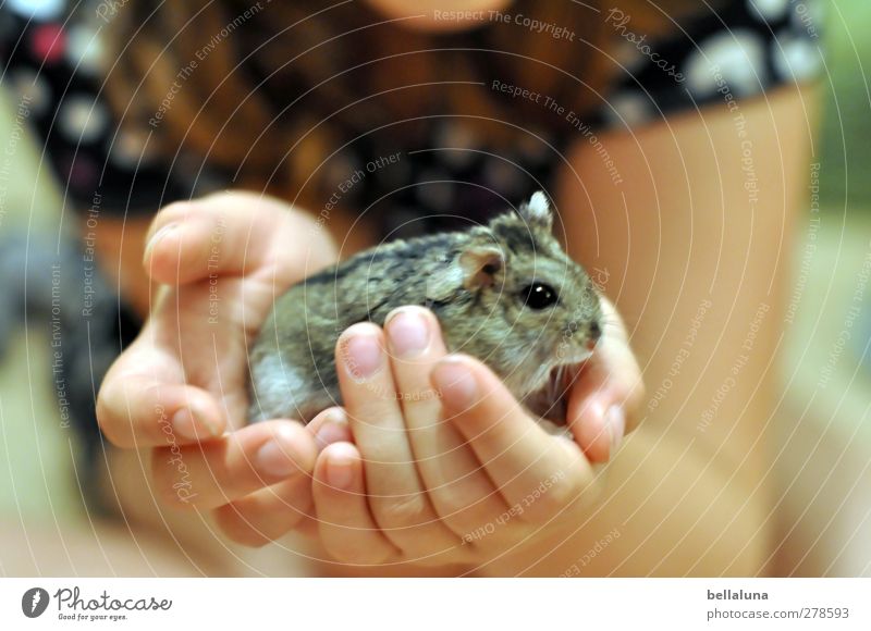 Karli Held Human being Feminine Child Girl Infancy Life Arm Hand Fingers 1 8 - 13 years Animal Pet Carrying Gray Black White Hamster Pygmy Hamster