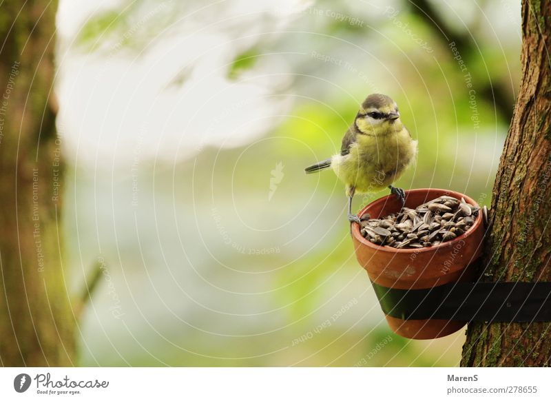 Little Tit Nature Landscape Beautiful weather Tree Garden Animal Bird 1 Eating Free Happiness Contentment Love of animals Colour photo Exterior shot