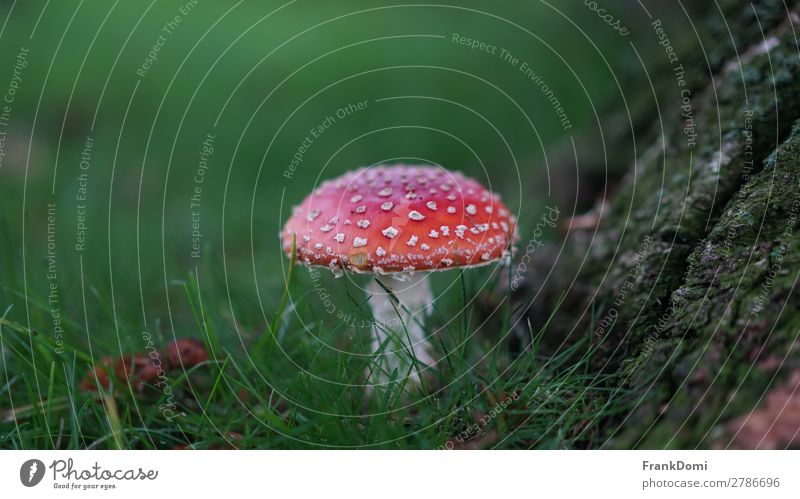 fly agaric Nature Plant Wild plant Red Concentrate Colour photo Exterior shot Deserted Shallow depth of field Worm's-eye view