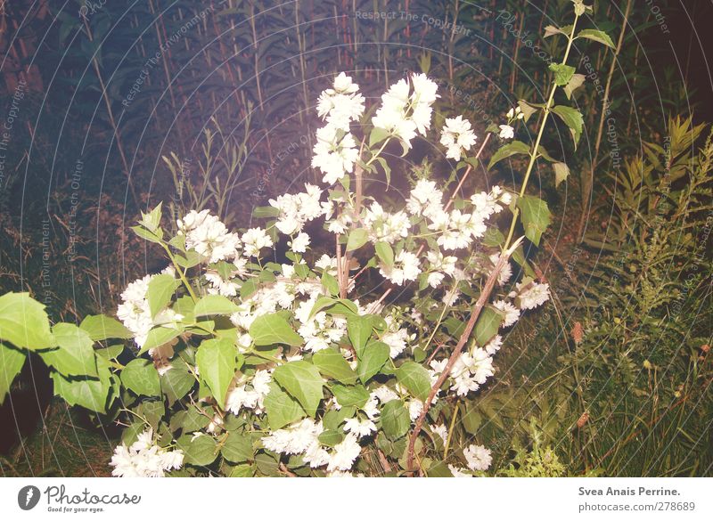 at night. Environment Plant Beautiful weather Flower Bushes Foliage plant Wild rose Park Meadow Trashy Night Caught by a speed camera Blossom Colour photo