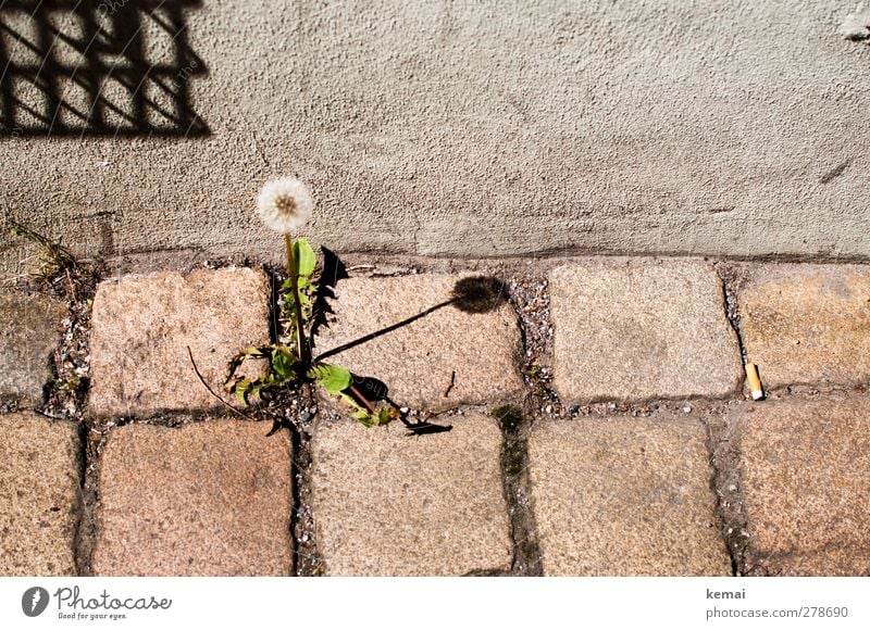 Ground standing sundial Environment Nature Plant Summer Beautiful weather Blossom Foliage plant Wild plant Dandelion Town Downtown Wall (barrier)