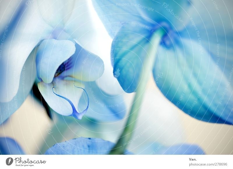 bleu³ Nature Plant Summer Flower Orchid Blossom Stalk Bright Blue White Colour photo Subdued colour Exterior shot Detail Deserted Day Shallow depth of field