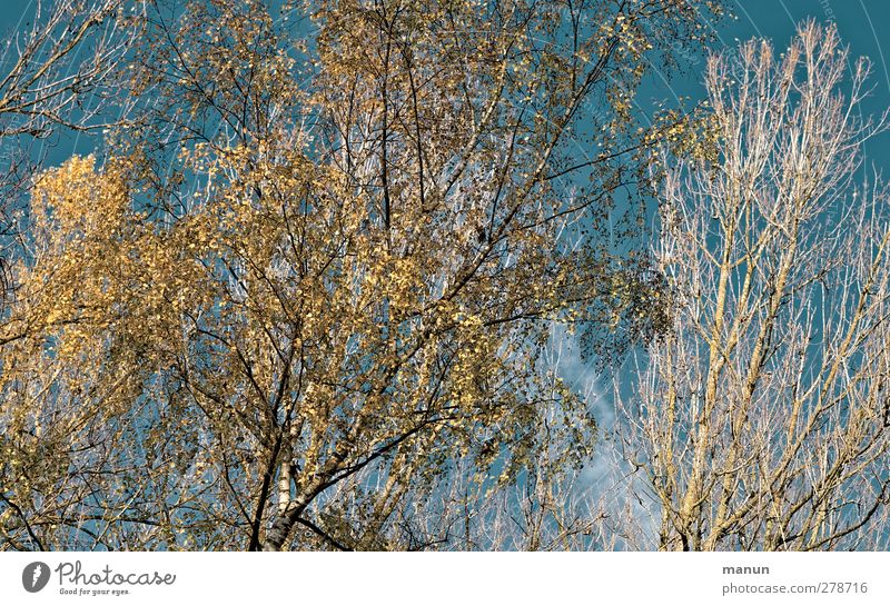 autumn sky Nature Autumn Tree Autumnal Automn wood Autumnal landscape Autumn sky Autumnal colours Blue Yellow Turquoise Colour photo Exterior shot Day Light